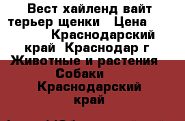 Вест хайленд вайт терьер щенки › Цена ­ 30 000 - Краснодарский край, Краснодар г. Животные и растения » Собаки   . Краснодарский край